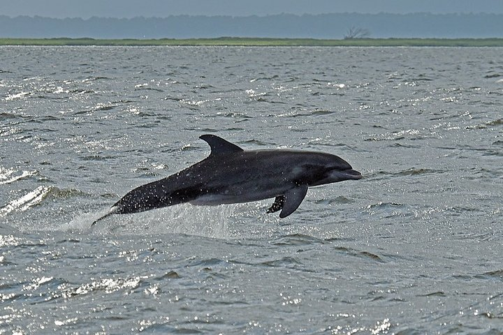 Jekyll Island Dolphin Tour - Photo 1 of 6